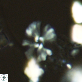 Umbellosphaera tenuis VR 04595