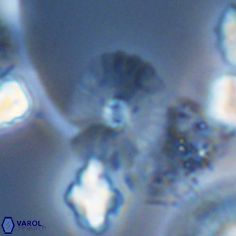 Umbellosphaera tenuis VR 04605