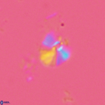 Umbellosphaera tenuis VR 04706