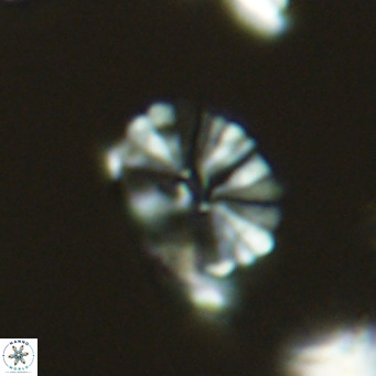 Umbellosphaera tenuis VR 04276