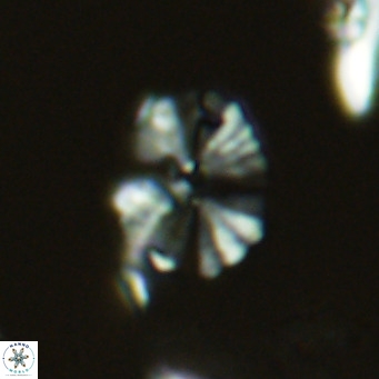 Umbellosphaera tenuis VR 04278