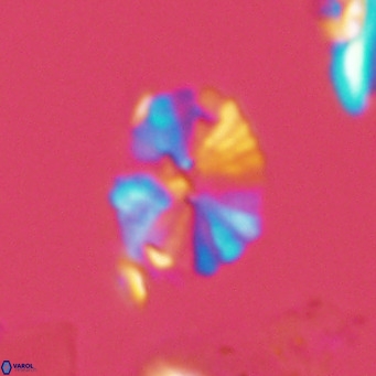 Umbellosphaera tenuis VR 04279