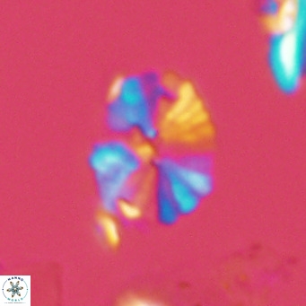 Umbellosphaera tenuis VR 04279