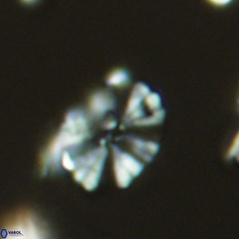 Umbellosphaera tenuis VR 04280