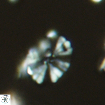 Umbellosphaera tenuis VR 04280