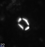 Varolia cistula 69064
