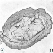 Aktasia parvus VR 15349