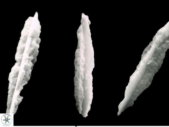 V emelinesalleyae 3