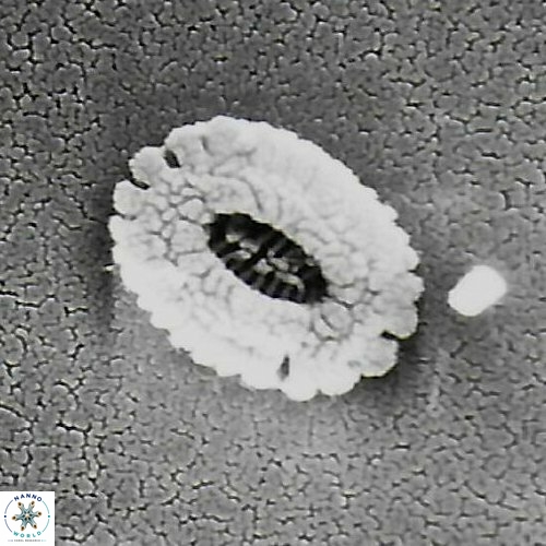 V pacifica