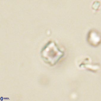 Varolia cistula 69070