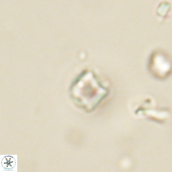 Varolia cistula 69070