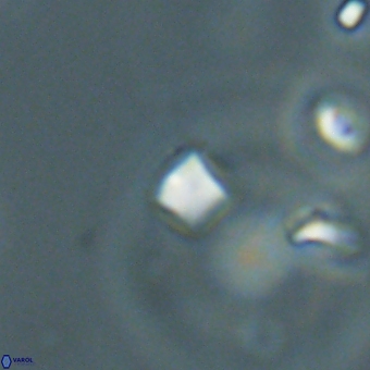 Varolia cistula 69071