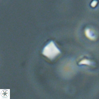 Varolia cistula 69071