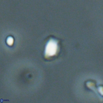 Varolia cistula 69072