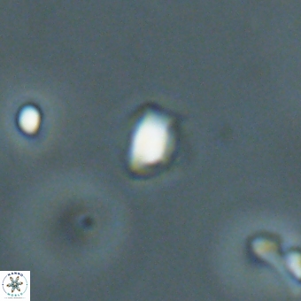 Varolia cistula 69072