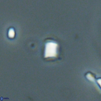 Varolia cistula 69073
