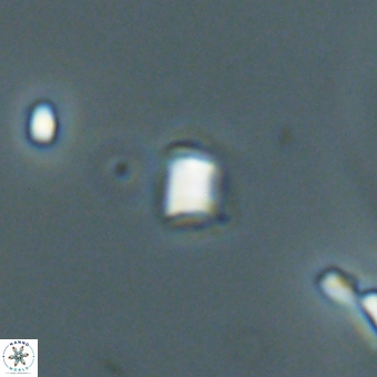 Varolia cistula 69073
