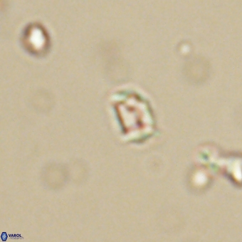 Varolia cistula 69074