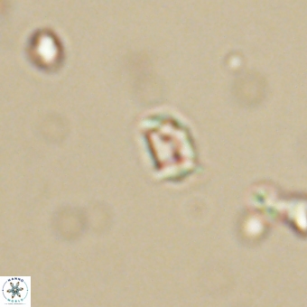 Varolia cistula 69074