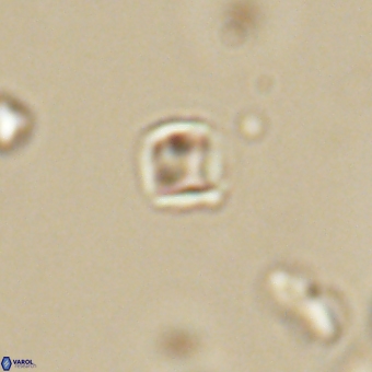 Varolia cistula 69075