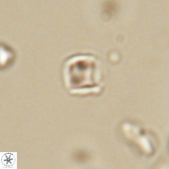 Varolia cistula 69075