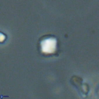 Varolia cistula 69076