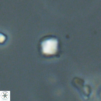 Varolia cistula 69076