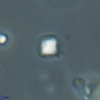 Varolia cistula 69077