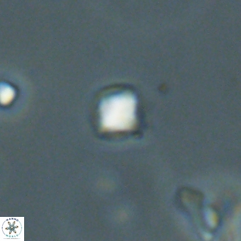 Varolia cistula 69077