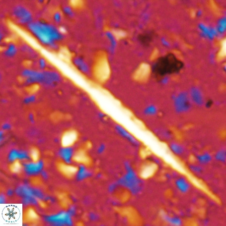 Velonalithus emelinesalleyae 27113