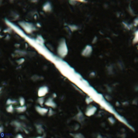Velonalithus emelinesalleyae 27113