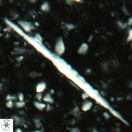 Velonalithus rioi VR 16582
