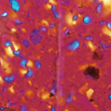 Velonalithus emelinesalleyae 27113