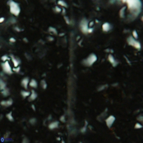 Velonalithus emelinesalleyae 27113