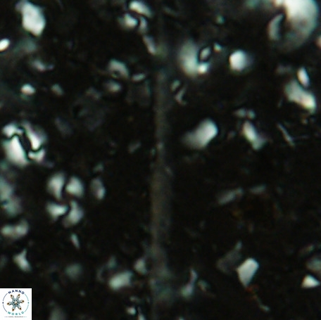 Velonalithus emelinesalleyae 27113