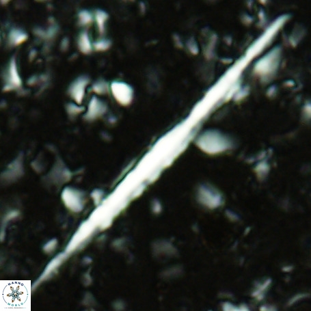 Velonalithus emelinesalleyae 27113