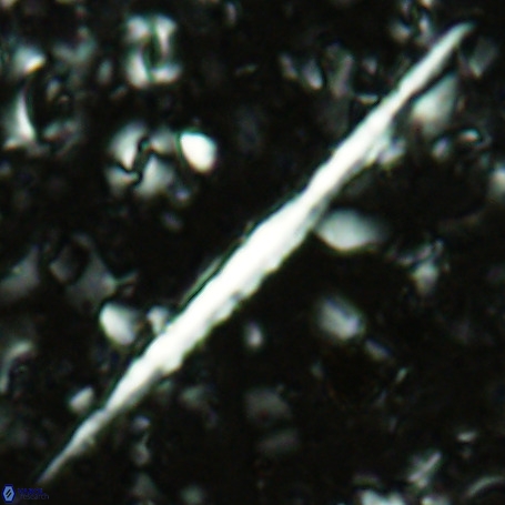 Velonalithus rioi VR 16585