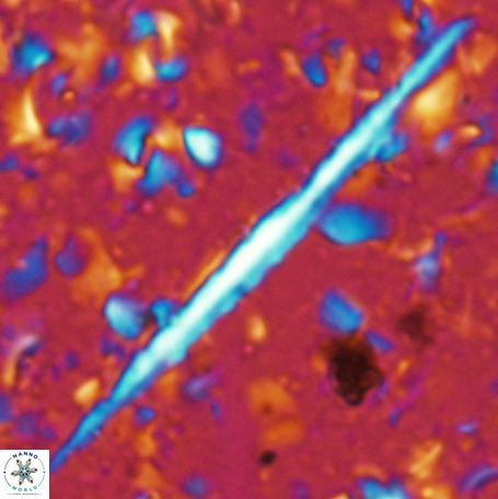 Velonalithus emelinesalleyae 27113