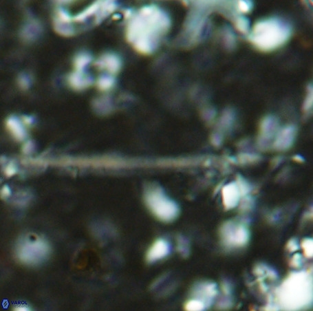 Velonalithus rioi VR 16588