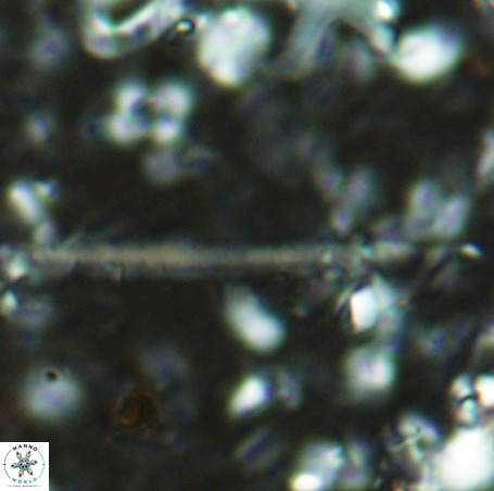 Velonalithus rioi VR 16588