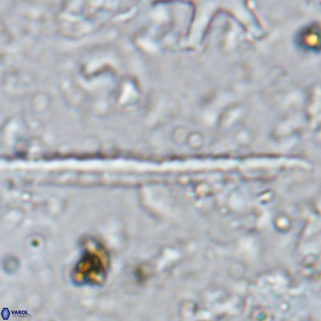 Velonalithus rioi VR 16591
