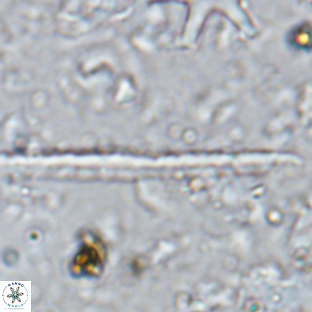Velonalithus rioi VR 16591