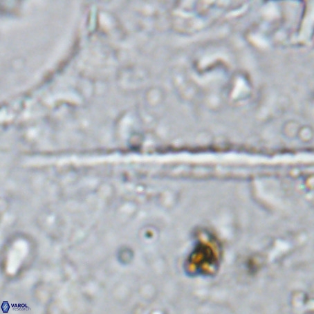 Velonalithus rioi VR 16592