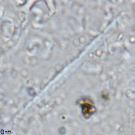 Velonalithus rioi VR 16593