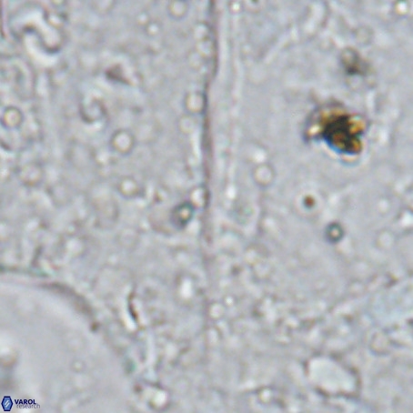 Velonalithus rioi VR 16596