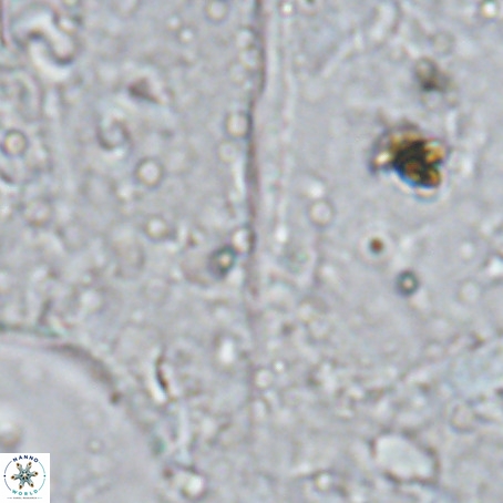 Velonalithus rioi VR 16596