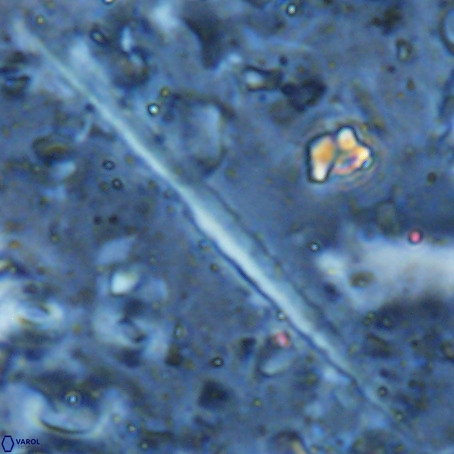 Velonalithus rioi VR 16598