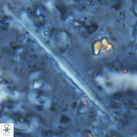Velonalithus rioi VR 16598