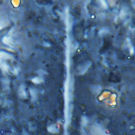 Velonalithus rioi VR 16599