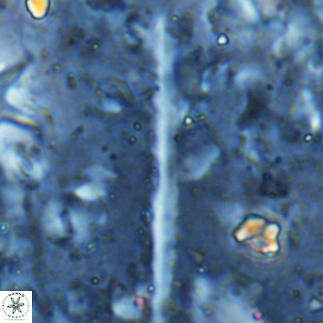 Velonalithus rioi VR 16599